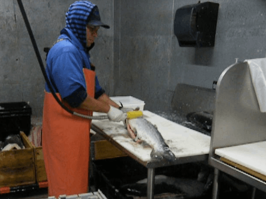 commercial fish scaler removing heavy scales